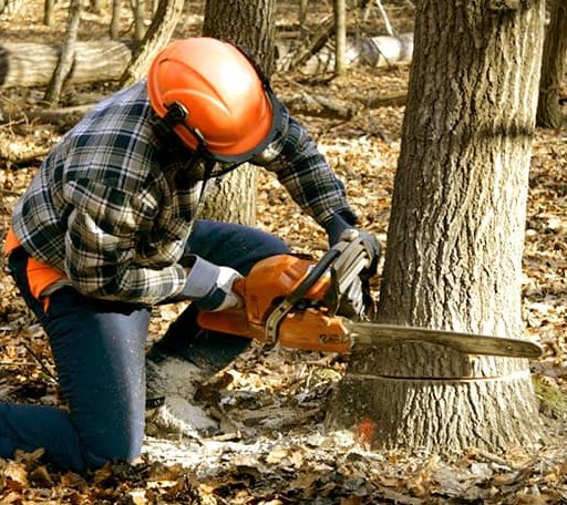 Tree Removal in Newark, IL